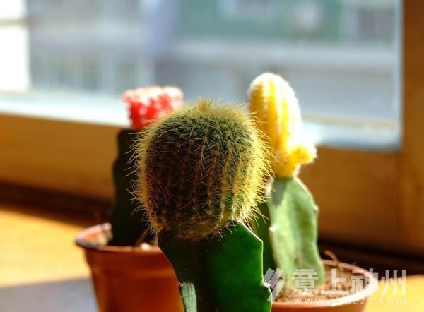 家居裝修裝修設(shè)計(jì)花卉設(shè)計(jì)綠植家居